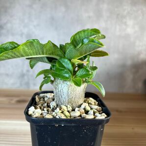 A2 パキポディウムウィンゾリー★ Pachypodium windsorii ★コーデックス 良型 塊根植物 実生1の画像1