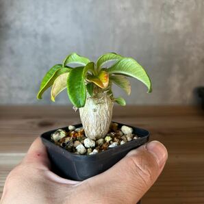 A4 パキポディウムウィンゾリー★ Pachypodium windsorii ★コーデックス 良型 塊根植物 実生1の画像5