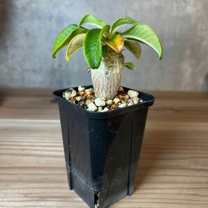 A4 パキポディウムウィンゾリー★ Pachypodium windsorii ★コーデックス 良型 塊根植物 実生1の画像2