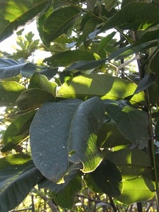 10　東晃　信州のクルミ　まん丸で大きなくるみ　去年の暮れに植えました　まだ若い苗