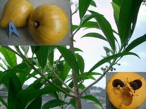 7 crab stereo ru{eg fruit }. obi fruit tree seedling no. 4 kind flight 