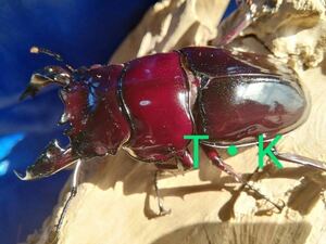 [T*K][ parent insect ..] red eyes red regulation light *.....× * lacquer red .. larva ( the first .*2.)6 pcs 