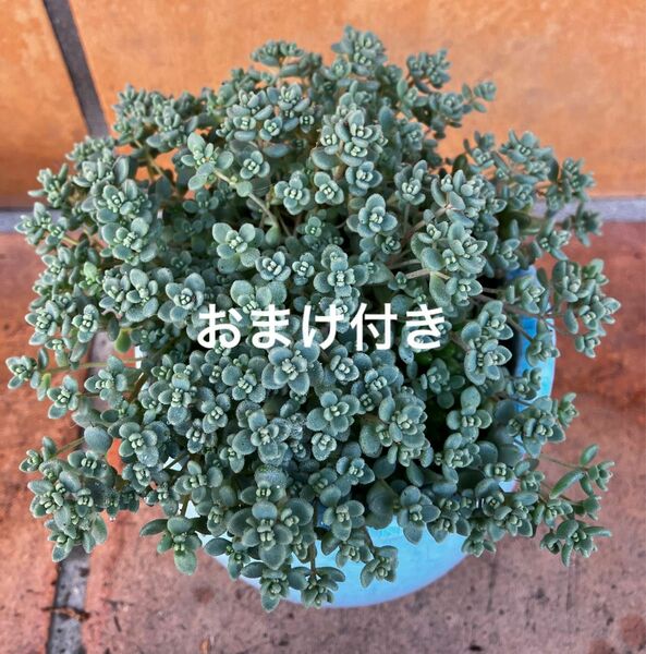 初心者様も大丈夫！ダシフィルム　抜き苗＋おまけ　15種類　多肉植物　セダム　ゆうパケット発送