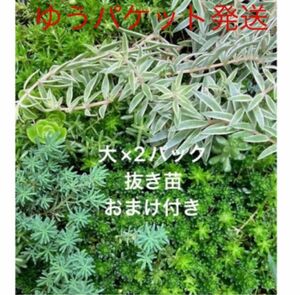 抜き苗　大 2パック＋おまけ　多肉植物　セダム　ゆうパケット発送