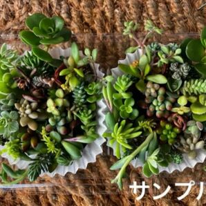 35種類×2倍（同じ種類）　チビカット苗　寄せ植え　多肉植物　セダム　ゆうパケット発送