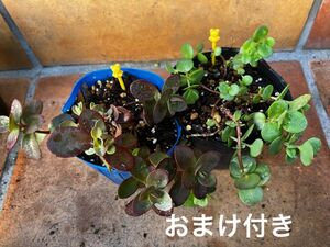 初心者様も大丈夫！最強！2鉢　抜き苗＋おまけ　15種類　多肉植物　セダム　ゆうパケット発送