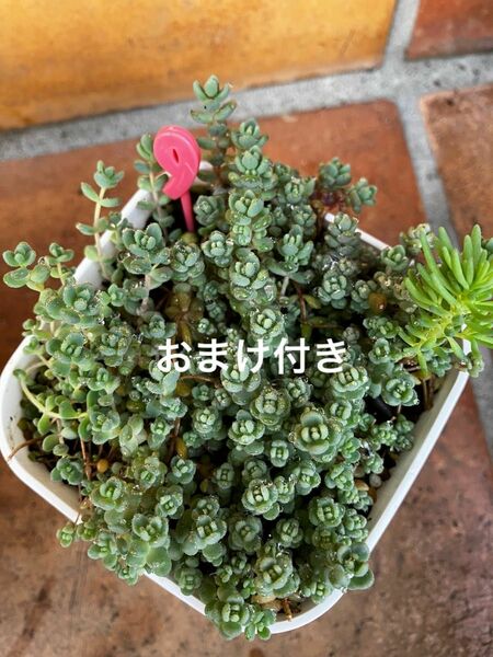 初心者様も大丈夫！強い品種！ダシフィルム 抜き苗＋おまけ10種類　多肉植物　セダム　ゆうパケット発送