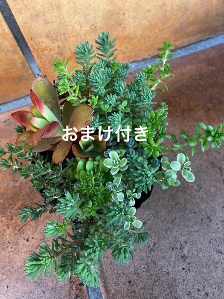 強い品種！初心者様も大丈夫！　抜き苗＋おまけ10種類　多肉植物　セダム　ゆうパケット発送