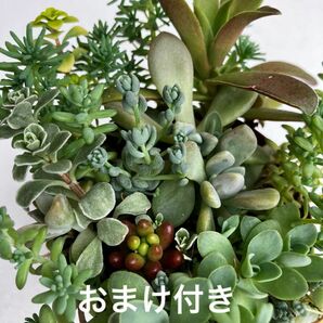 初心者様も大丈夫！強い品種！　寄せ植え　抜き苗＋おまけ10種類　多肉植物　セダム　ゆうパケット発送