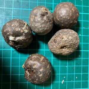 宇宙芋の種　５個 ７６ g