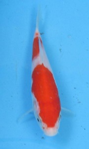  colored carp No423. white . peace 5 year production 15cm colored carp 