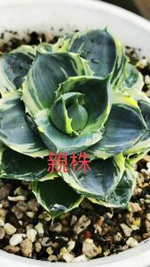 【FJ Agave】100アガベ 小精靈錦 極姫錦 覆輪錦 plants 