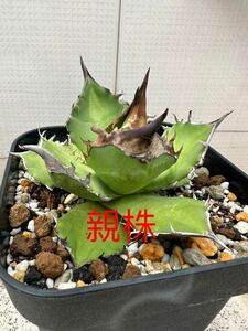 【FJ Agave】a46アガベ チタノタ 白犀牛 / Agave titanota White Rhino 特選 