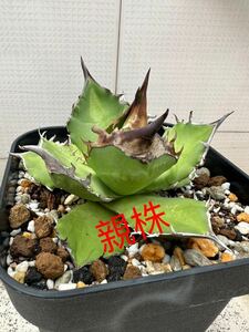 【FJ Agave】a47アガベ チタノタ 白犀牛 / Agave titanota White Rhino 特選 