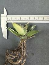 【FJ Agave】a1アガベ　チタノタ南アフリカダイヤモンド　SAD 斑入 SAD錦特選 多肉植物 _画像5