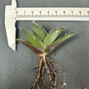 【FJ Agave】a4アガベ チタノタ南アフリカダイヤモンド SAD 斑入 SAD錦特選 多肉植物 の画像4