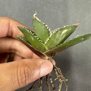 【FJ Agave】a4アガベ チタノタ南アフリカダイヤモンド SAD 斑入 SAD錦特選 多肉植物 の画像3