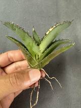 【FJ Agave】a11 アガベ Agave 龍牙斑入 特選 子株 多肉植物 斑入り _画像3