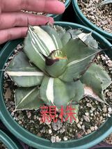 【FJ Agave】a17 アガベ titanota 黒豹錦 斑入 特選 極上株 多肉植物 _画像6