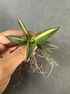 【FJ Agave】a38アガベ Hollida ホリダ錦 中斑優良血統 plants 多肉植物 