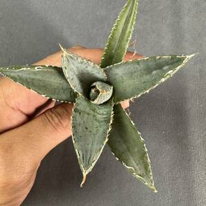 【FJ Agave】a52 アガベ 帝釈天 背中を刺す 多肉植物 titanota の画像2