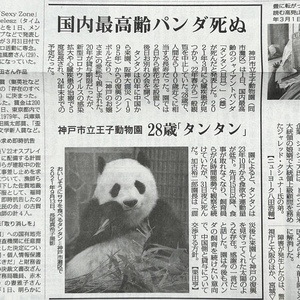 ☆【国内最高齢パンダ死ぬ〜神戸市立王子動物園 28歳 タンタン】2024年4月2日 毎日新聞 記事 ☆／ジャイアントパンダ・王子動物園・旦旦