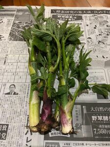 山菜 天然 山ウド うど 500g 新潟県 十日町産 写真の４倍くらいの量になります