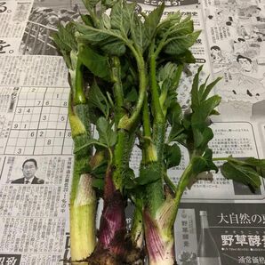山菜 天然 山ウド うど 500g 新潟県 十日町産 写真の４倍くらいの量になります
