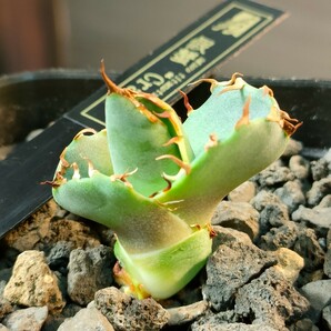 【hiiro】アガベ 傍蟹 子株 蟹 agave crab カニ（検 チタノタ fo-76 の画像2