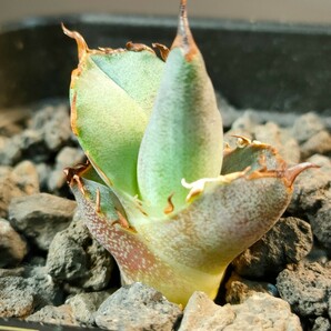 【hiiro】アガベ レッドヴェノム 子株 agave titanota red venom（検 チタノタ オテロイ イラン レッドベノム の画像2