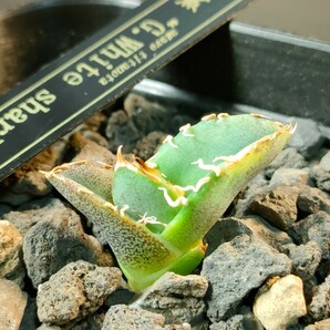 【hiiro】稀少 アガベ 大白鯊 子株 agave titanota（検 チタノタ オテロイ ホオジロザメ 大白鮫 の画像4