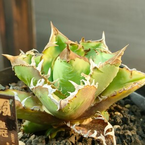 【hiiro】稀少 アガベ 皇冠 子株 agave crown （検 チタノタ オテロイ の画像1