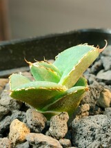 【hiiro】稀少 アガベ 皇冠 子株 agave crown （検 チタノタ オテロイ _画像8