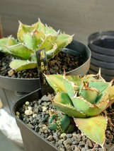 【hiiro】稀少 アガベ 皇冠 子株 agave crown （検 チタノタ オテロイ _画像5