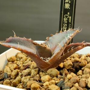 【hiiro】鉢ごと アガベ シーザー 凱撒 タイプB 子株 agave titanota caesar TC（検 チタノタ オテロイ  の画像1