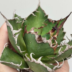 【hiiro】鉢ごと アガベ シーザー 凱撒 タイプB 子株 agave titanota caesar TC（検 チタノタ オテロイ  の画像5