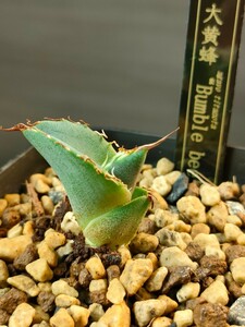 【hiiro】鉢ごと 稀少 アガベ 大黄蜂 子株 agave bumble bee（検 チタノタ オテロイ アイボリーローズ バンブルビー 発根済