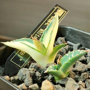 【hiiro】セット 稀少 アガベ 白雲丹 子株 agave ghiesbreghtii white zee egel（検 チタノタ パープソラム 帝釈天 白中斑 ブツブツの画像1