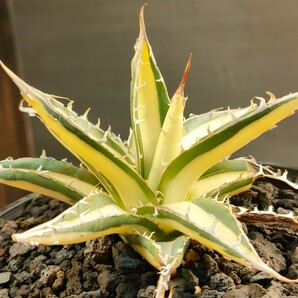 【hiiro】セット 稀少 アガベ 白雲丹 子株 agave ghiesbreghtii white zee egel（検 チタノタ パープソラム 帝釈天 白中斑 ブツブツの画像4