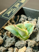 【hiiro】稀少 アガベ 皇冠 子株 agave crown （検 チタノタ オテロイ _画像7