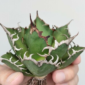 【hiiro】鉢ごと アガベ シーザー 凱撒 タイプB 子株 agave titanota caesar TC（検 チタノタ オテロイ  の画像6