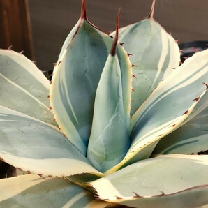 【hiiro】斑無し アガベ パリー 親株オリザバ 子株 agave （検 チタノタ トランカータ 斑入りの画像5