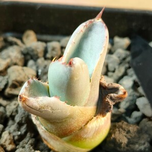 【hiiro】斑無し アガベ パリー 親株オリザバ 子株 agave （検 チタノタ トランカータ 斑入りの画像3