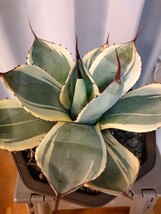 【hiiro】稀少 アガベ パリー オリザバ 子株 agave （検 チタノタ トランカータ 斑入り_画像4