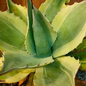 【hiiro】アガベ オバティフォリア オルカ 子株 agave ovatifolia orca（検 チタノタ オテロイ 斑入り 稀少 キラーの画像4