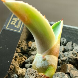 【hiiro】アガベ オバティフォリア オルカ 子株 agave ovatifolia orca（検 チタノタ オテロイ 斑入り 稀少 キラーの画像3