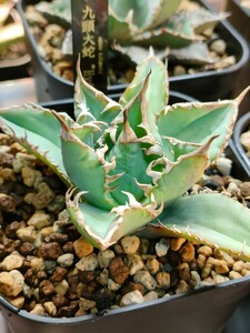 【hiiro】鉢ごと 稀少 アガベ 九頭大蛇 子株 agave titanota hydra（検 チタノタ オテロイ 大白鯊 ブツブツ US ヒドラ 発根済