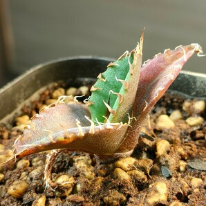 【hiiro】鉢ごと アガベ シーザー 凱撒 タイプB 子株 agave titanota caesar TC（検 チタノタ オテロイ  の画像2