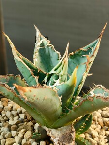 【hiiro】稀少 アガベ シエラミクスティカ 子株 agave sierramixteca（検 チタノタ オテロイ EU ブツブツ