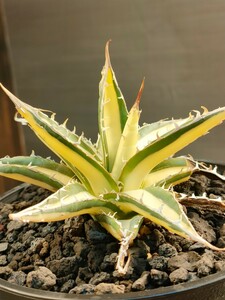 【hiiro】稀少 アガベ 白雲丹 子株 agave ghiesbreghtii white zee egel（検 チタノタ パープソラム 帝釈天 白中斑 ブツブツ